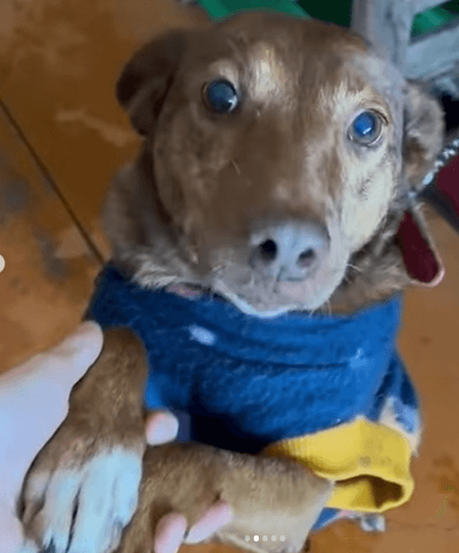 Cão