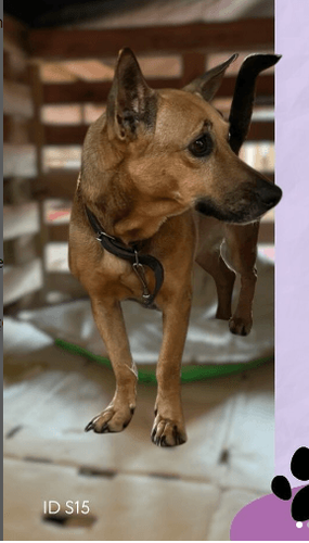 Cão