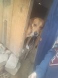 Gordo
