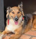 Cão