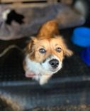 Cão