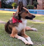 Cão