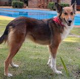 Cão