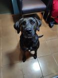 Cão