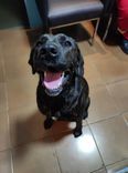Cão