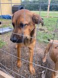 Cão