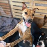 Cão