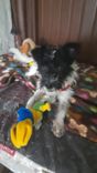 Cão