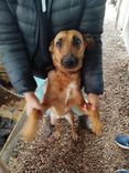 Cão