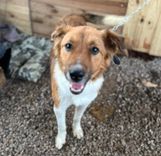Cão