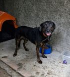 Cão