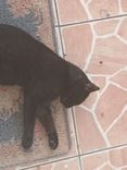 Chuvisco