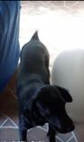 Buddy