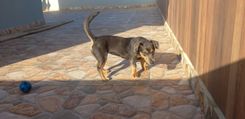 Cão