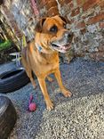 Cão