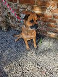 Cão