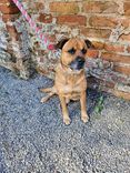 Cão