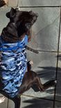 Cão