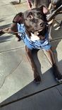 Cão