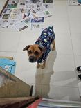 Cão