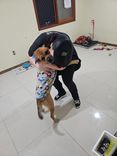 Cão