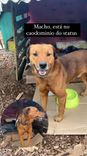 Cão