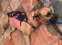 Cão