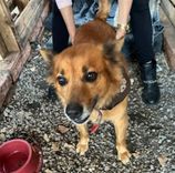 Cão