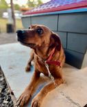 Cão