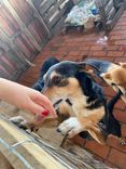 Cão