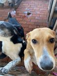 Cão