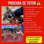 Cão