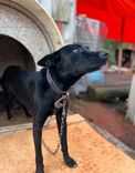 Cão