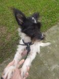 Cão