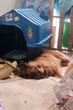 Cão
