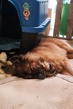 Cão