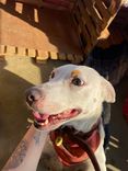 Cão