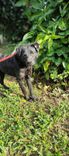 Cão