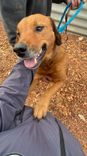 Cão