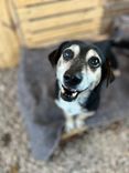 Cão