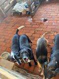 Cão
