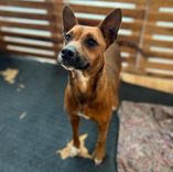 Cão