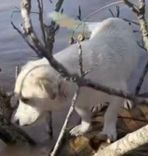 Cão