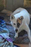 Cão