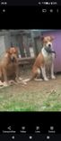Cão