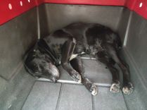 Cão