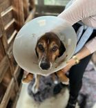 Cão