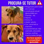 Cão