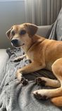 Cão