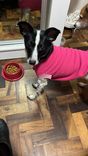 Cão